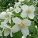 Philadelphus x virginalis P2B